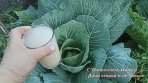 1 СТАКАН НА 5 КОЧАНОВ КАПУСТЫ!Даже хилая капуста быстро завязывается в Вилок! Органическая подкормка