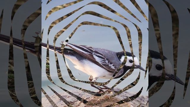 Трясогузка