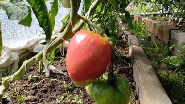 Самый ранний томат 2025. Сорт Ладошка.