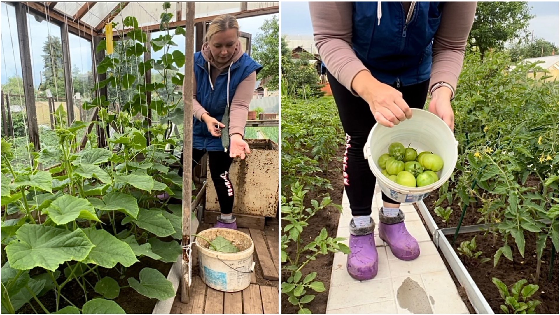 2 июля. Сбор огурцов и помидор. Дачник выходного дня. смотреть онлайн