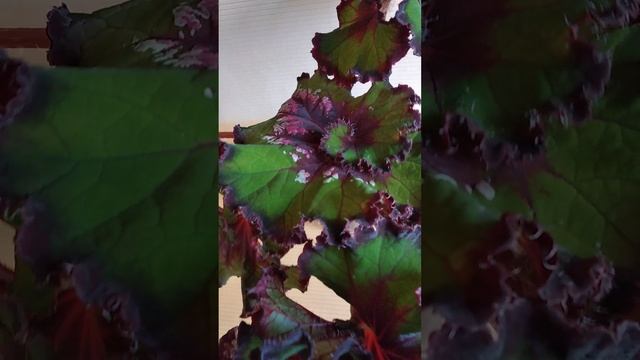 Взрослые бегонии и продажа деток смотреть онлайн