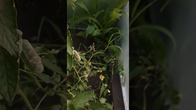 помидоры рассада и уход смотреть онлайн