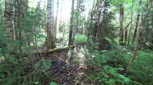 По грибы в лес 5 июля 2025