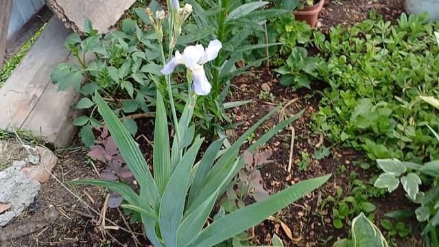 Мои июньские цветочки 2025 г смотреть онлайн