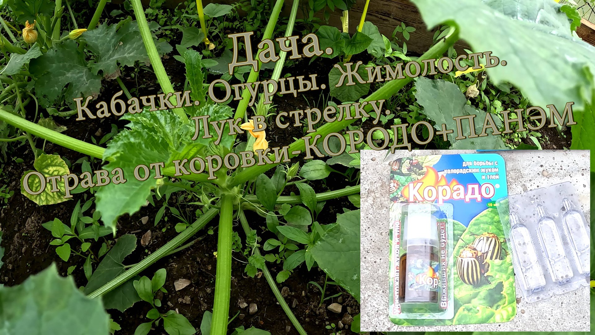 Дача. Кабачки. Огурцы. Жимолость. Лук в стрелку. Отрава от коровки КОРАДО+ПАНЭМ смотреть онлайн