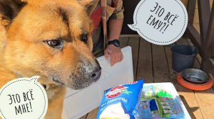 У Пса Кубика просто праздник какой-то! Кошка Морошка "ловит" рыбов в пруду. Треугольный кот приехал!