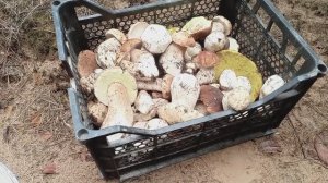 Белый гриб Пошел массово!!! Грибы#2025