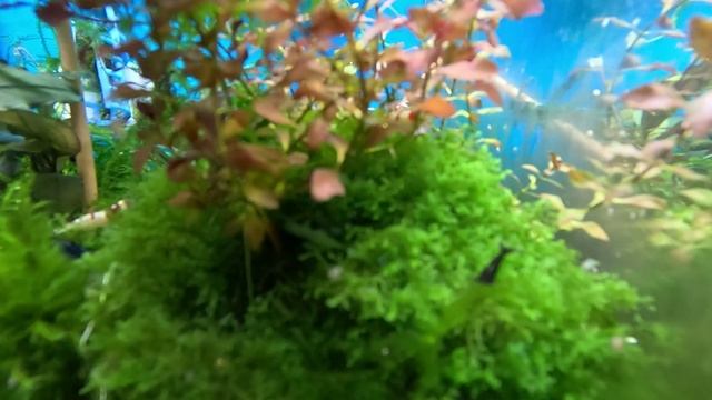 Мой аквариум 30л с креветками смотреть онлайн