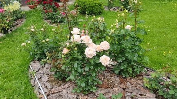 Роза Чандос бьюти. Лучшая чайно гибридная роза.