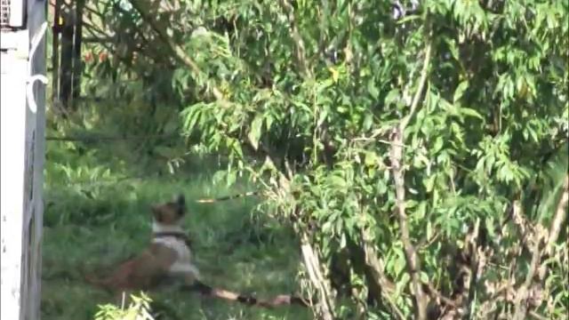 г. Ачинск. Забава. Автор Елена Цыганова смотреть онлайн