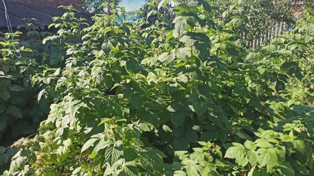 Сегодня у меня огородные дела. смотреть онлайн