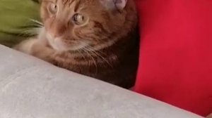 Филимон Великолепный