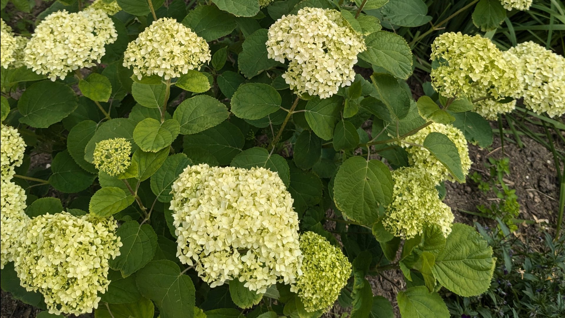 Проблемы с канализацией, и красота на участке. смотреть онлайн