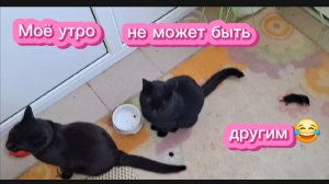 Утро с неожиданным гостем 🐾