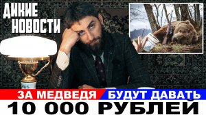 За медведей будут платить вознаграждение по 10 тр. Лишили оружия за наклейку на авто. Дикие новости