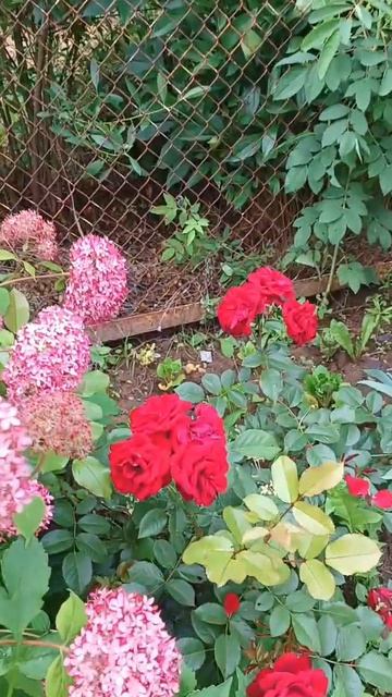 Наш сад. 05-07-2025 смотреть онлайн