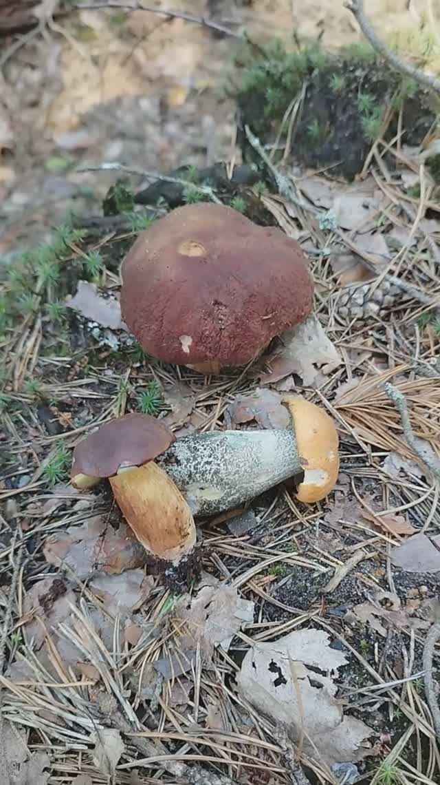 Грибы 2025 ну прям как осенью какие хочешь. смотреть онлайн