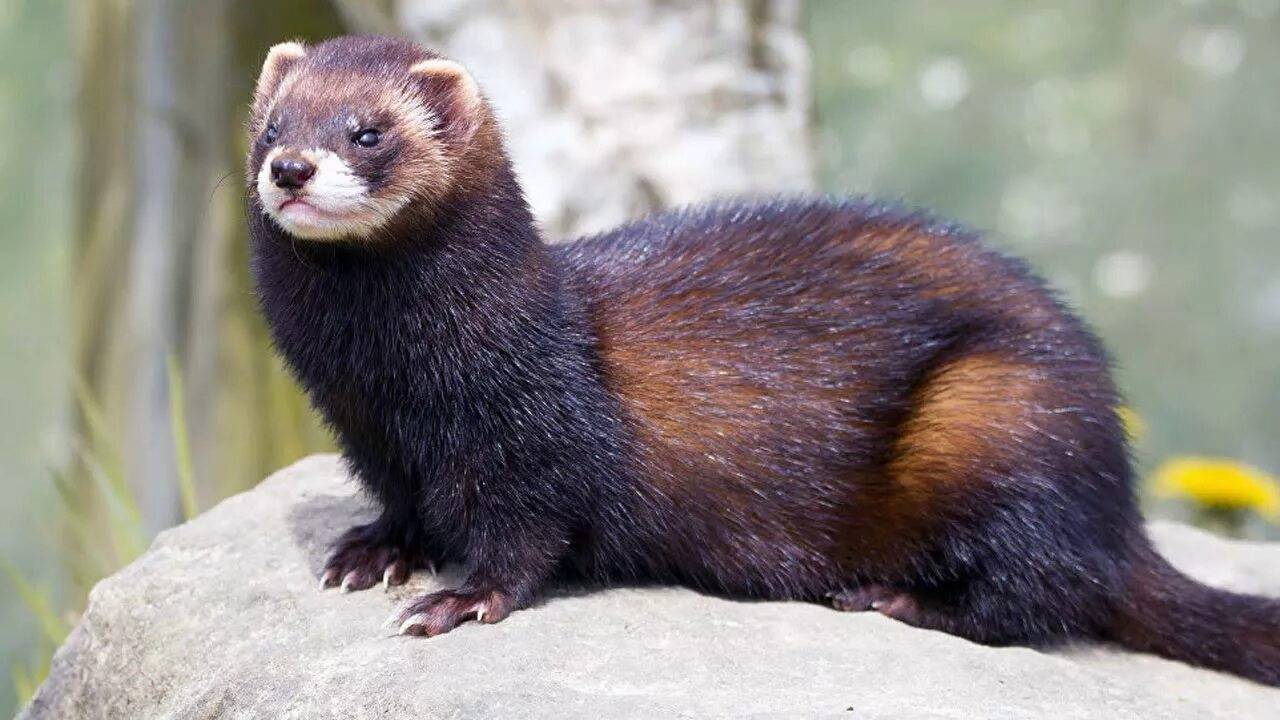 ЛЕСНОЙ ХОРЕК - НЕВИДИМЫЙ ОХОТНИК. Интересные факты о ЛЕСНОМ ХОРЬКЕ