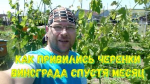 Прививки винограда спустя месяц