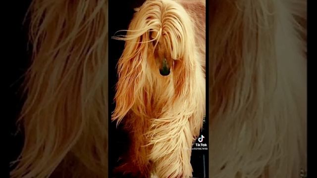 красота афганской борзой.mp4