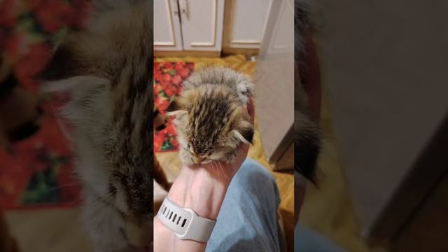 Коржик наш пока ещё в ладошку вмещается 🥰 смотреть онлайн