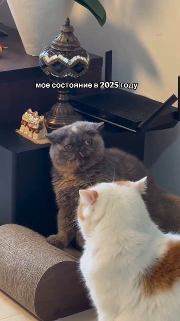 овощ смотреть онлайн