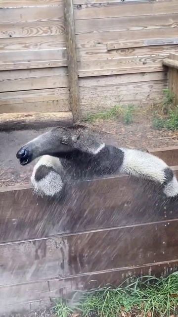 А вы знали, что гигантские муравьеды могут хлестать языком со скоростью три раза в секунду?! смотреть онлайн