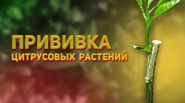 Прививка цитрусов почкой и черенком в домашних условиях - прививаем лимон, мандарин самостоятельно