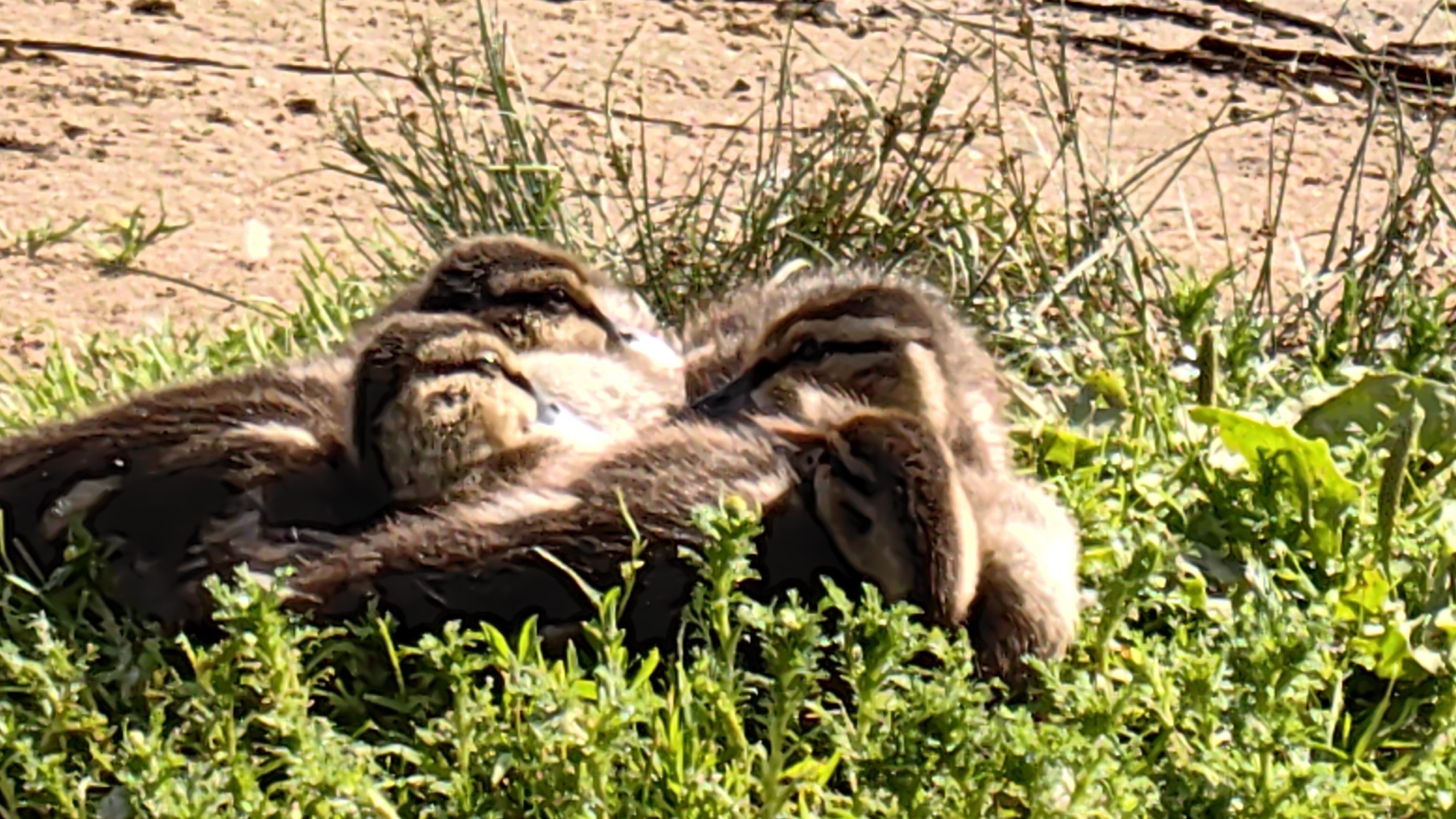 Утка с утятами греются на берегу смотреть онлайн