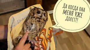 Выдаю совам Лютику и Одуванчику лекарства. И так по два раза в день