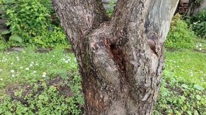 Чем заделать дупло у яблони