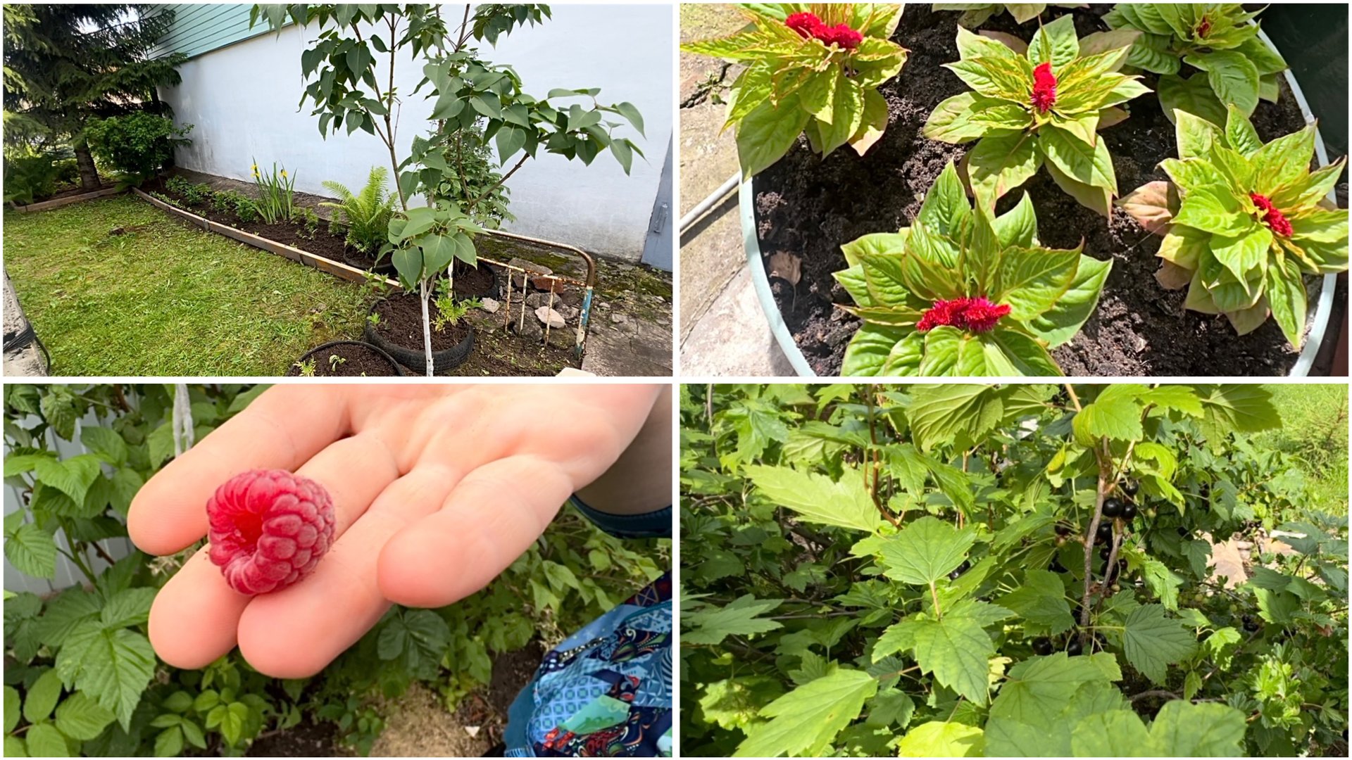 5 июля. Уборка в цветнике и малиннике. Пошли ягоды. Надо собирать. смотреть онлайн