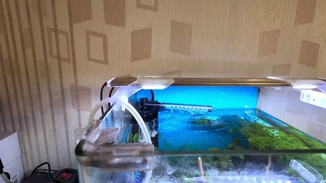 Мой аквариум 30л с креветками выбираю фильтр! Денерли фильтр мне не понравился в обслуживании смотреть онлайн