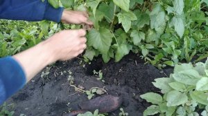 размножение чёрной смородины отводками