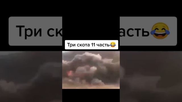 три кота ржака 🤣🤣🤣🤣