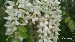 ♥️♥️Романс БЕЛОЙ АКАЦИИ ГРОЗДЬЯ ДУШИСТЫЕ...♥️♥️ Эдуард Струсберг♥️💐