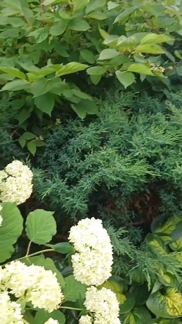 Наш сад. 05.07.2025 scene_output.mp4 смотреть онлайн