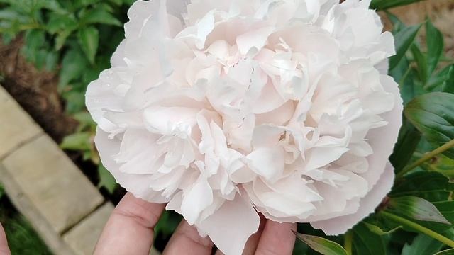 Пион 'Дорис Купер' (Doris Cooper) в нашем саду 2025 смотреть онлайн