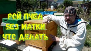 Рой, оставшийся без матки, соединяем с отводком.