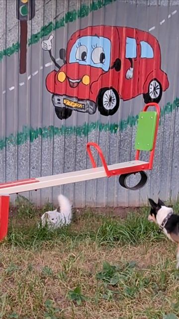 Эй, собака, отвали от меня. #кот #шорты 4k смотреть онлайн