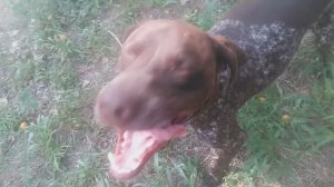 Сериал «Пёс» Пёс 5 серия 5 сезон