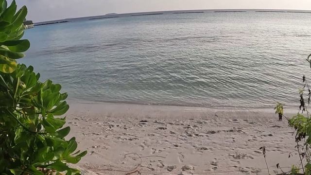 Морская черепаха на Мальдивах. Обзор глазами туриста смотреть онлайн