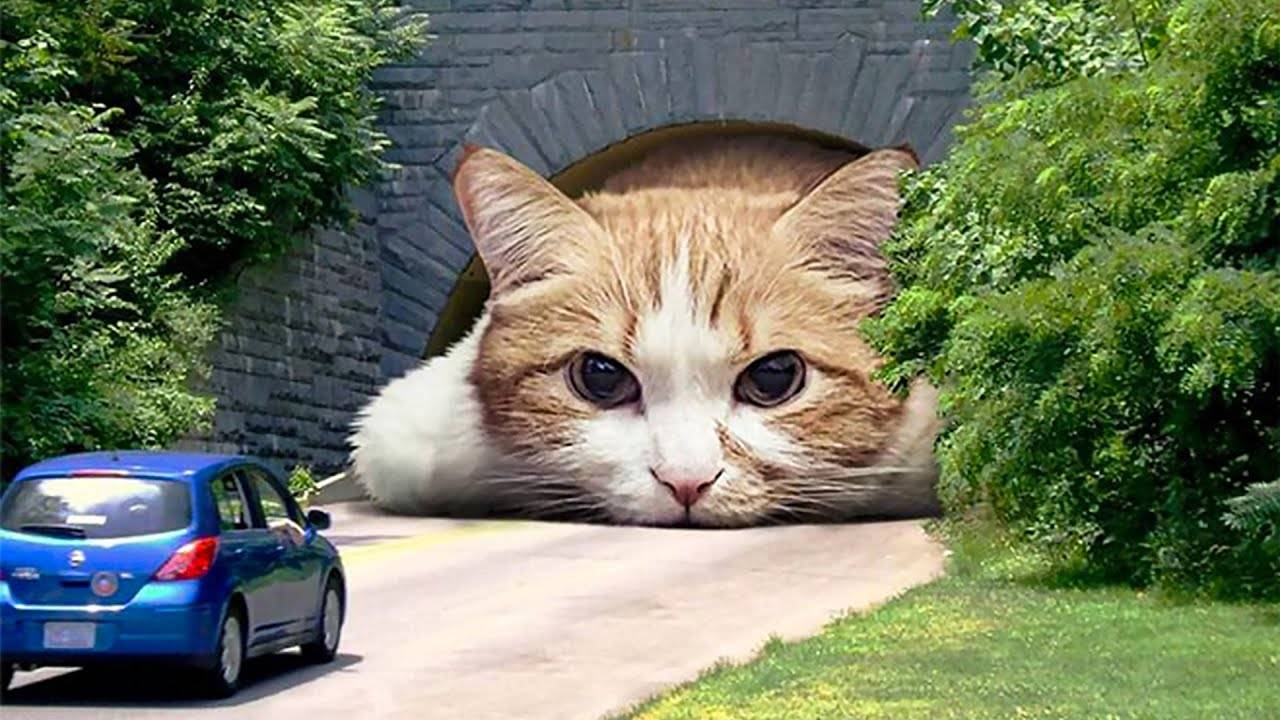 Топ 15 САМЫХ БОЛЬШИХ Кошек в МИРЕ смотреть онлайн