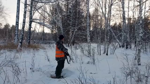 Загонная охота на косулю🫎 смотреть онлайн