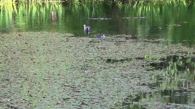 Частота 639 Гц - звуки сольфеджио. Сердечная чакра. смотреть онлайн