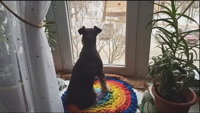 Подарите мне собаку-барабаку.