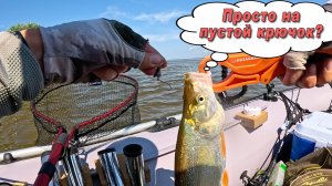 Клюет на пустой крючок, на Амуре даже приманки не надо