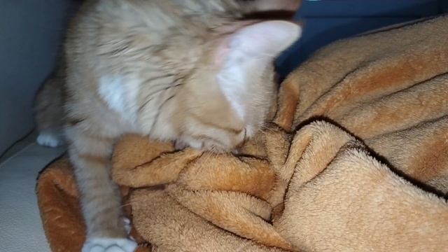 Мур мур мур