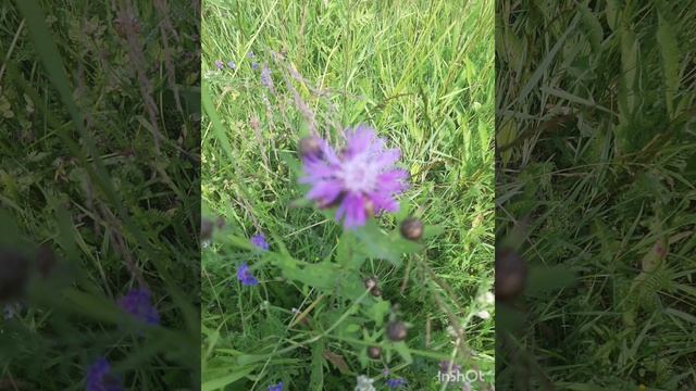 Красивая мелодия и прекрасное лето.mp4 смотреть онлайн