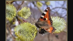 Остается пережить. Стихи инока Всеволода (Филипьева).